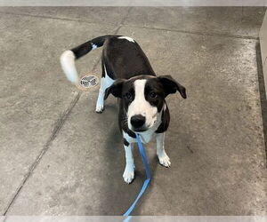 Border Collie-Unknown Mix Dogs for adoption in Tavares, FL, USA