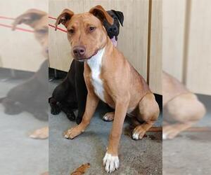 American Pit Bull Terrier Dogs for adoption in Camarillo, CA, USA