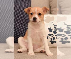 Chihuahua-Shiba Inu Mix Dogs for adoption in Hockessin, DE, USA