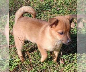 Pom-Shi Dogs for adoption in Cumming, GA, USA