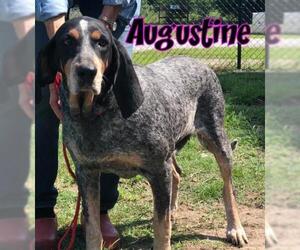 Bluetick Coonhound Dogs for adoption in Rockaway, NJ, USA
