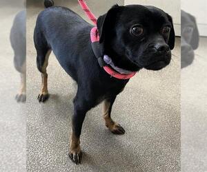 Pug-Unknown Mix Dogs for adoption in Forestville, MD, USA