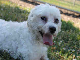 Maltese Dogs for adoption in Decatur, IL, USA