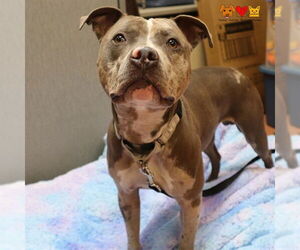 American Pit Bull Terrier Dogs for adoption in Center Township, PA, USA