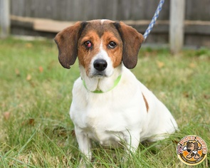 Medium Photo #1 Beagle-Unknown Mix Puppy For Sale in Mt Vernon, IN, USA