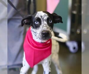 Pointer-Unknown Mix Dogs for adoption in San Antonio, TX, USA
