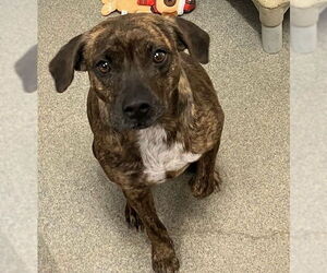 Mutt Dogs for adoption in Sterling, MA, USA