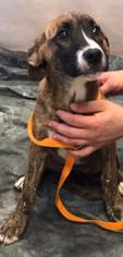 Medium Photo #1 Plott Hound-Unknown Mix Puppy For Sale in Fredericksburg, VA, USA