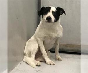 Rat Terrier-Unknown Mix Dogs for adoption in Conroe, TX, USA