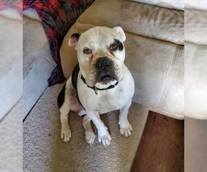 American Bulldog-Unknown Mix Dogs for adoption in Germantown, OH, USA