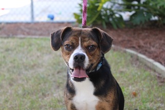 Puggle Dogs for adoption in Brunswick, GA, USA