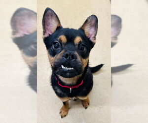 Australian Kelpie-Boxer Mix Dogs for adoption in Derwood, MD, USA