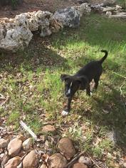 Pointer Dogs for adoption in Boerne, TX, USA