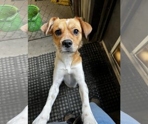 Pug-Shiba Inu Mix Dogs for adoption in Essex, VT, USA