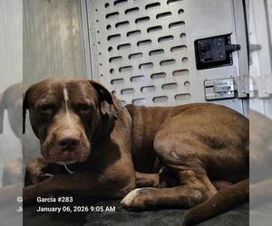 American Staffordshire Terrier-Unknown Mix Dogs for adoption in San Antonio, TX, USA