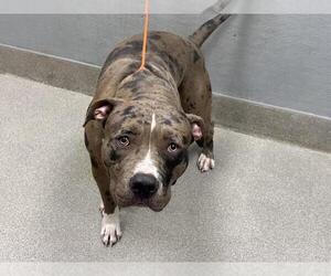 American Pit Bull Terrier-Unknown Mix Dogs for adoption in Las Vegas, NV, USA
