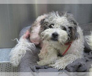 Havanese-Unknown Mix Dogs for adoption in Orange, CA, USA