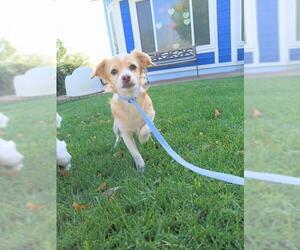 Wapoo Dogs for adoption in San Bernardino, CA, USA