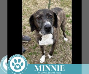 Boxer-Plott Hound Mix Dogs for adoption in Kimberton, PA, USA