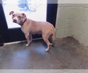 Mutt Dogs for adoption in Tulsa, OK, USA