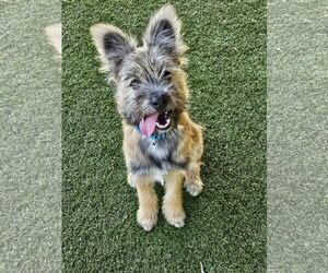 Brussels Griffon-Unknown Mix Dogs for adoption in Agoura Hills, CA, USA