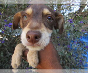 Australian Kelpie-Unknown Mix Dogs for adoption in San Diego, CA, USA