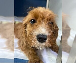 Cavapoo Dogs for adoption in Stroudsburg, PA, USA