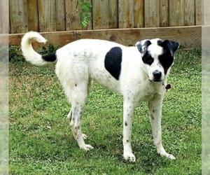 Border Collie-Unknown Mix Dogs for adoption in Pottstown, PA, USA