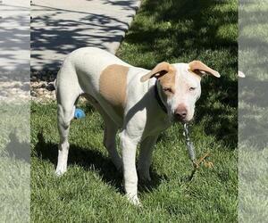 American Pit Bull Terrier-Unknown Mix Dogs for adoption in Incline Village, NV, USA