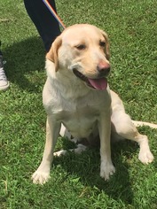 Labrador Retriever Dogs for adoption in Unity, NH, USA