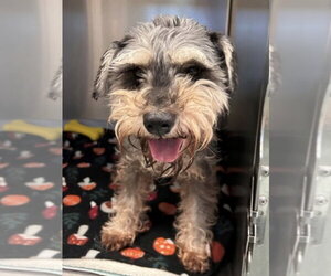 Mutt Dogs for adoption in Andover, MN, USA