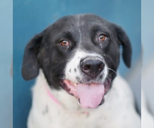 Mastador Dogs for adoption in Las Vegas, NV, USA