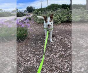 Mutt Dogs for adoption in Santa Barbara, CA, USA