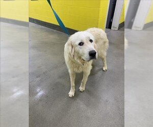 Great Pyrenees Dogs for adoption in Forestville, MD, USA