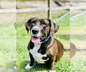 Mutt Dogs for adoption in Manahawkin, NJ, USA