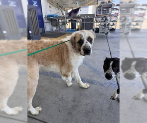 Saint Bernard Dogs for adoption in Bakersfield, CA, USA