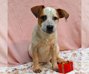 Labrador Retriever-Unknown Mix Dogs for adoption in Wetumpka, AL, USA
