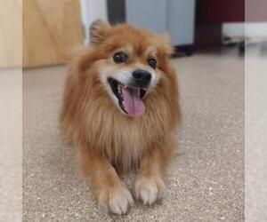 Pomeranian Dogs for adoption in Titusville, FL, USA