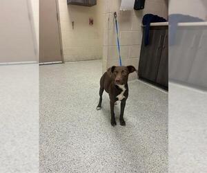 Labrador Retriever-Unknown Mix Dogs for adoption in Conroe, TX, USA