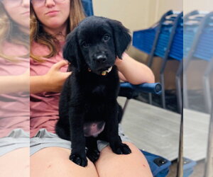 Labrador Retriever-Unknown Mix Dogs for adoption in Claremore, OK, USA