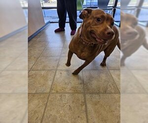 American Pit Bull Terrier Dogs for adoption in Norfolk, VA, USA