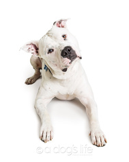 American Bulldog Dogs for adoption in Tempe, AZ, USA