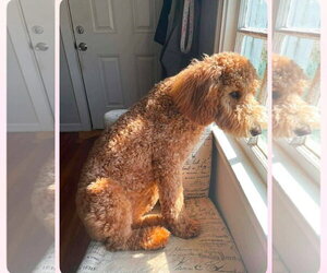 Poodle (Standard)-Unknown Mix Dogs for adoption in Grafton, WI, USA