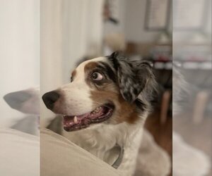 Australian Shepherd Dogs for adoption in San Diego, CA, USA