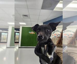 Chihuahua-Unknown Mix Dogs for adoption in Temple, TX, USA