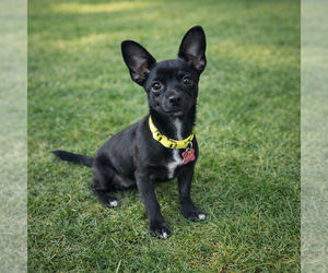 Chihuahua Dogs for adoption in Menifee, CA, USA