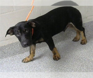 Dachshund-German Shepherd Dog Mix Dogs for adoption in Pasadena, TX, USA
