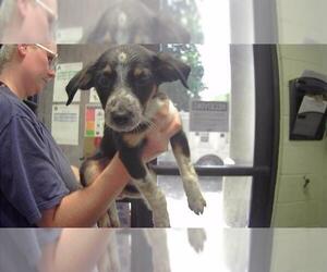German Shepherd Dog-Unknown Mix Dogs for adoption in Tulsa, OK, USA