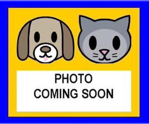 Chihuahua-Unknown Mix Dogs for adoption in San Antonio, TX, USA
