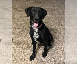 German Shorthaired Lab Dogs for adoption in Ogden, UT, USA